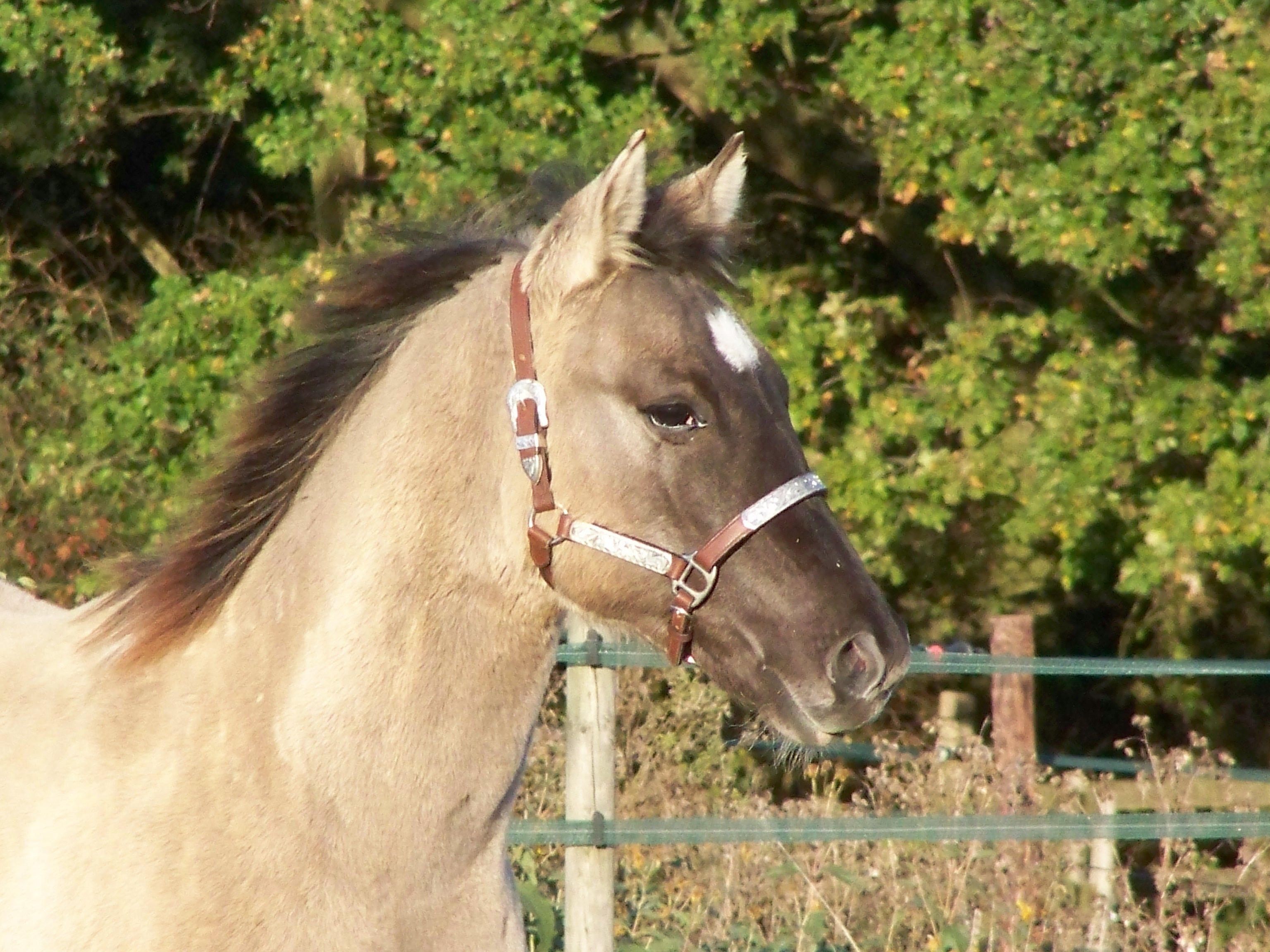 Shadow 28.10.12 Kopf